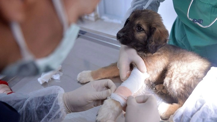 Veterinerler 4 ilde şiddet olaylarına tepki için iş bıraktı!