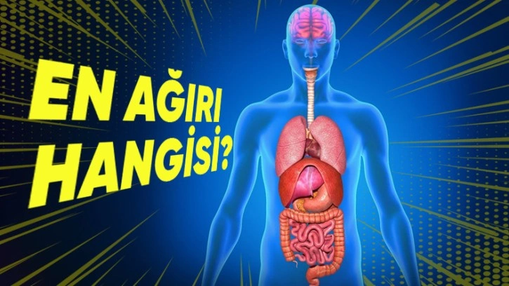 Vücudumuzdaki En Ağır Organları Biliyor Musunuz?