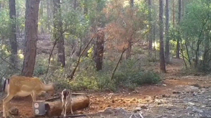 Yaban hayvanlarının sıcaktan etkilenmemesi için doğaya yalaklar yerleştirildi