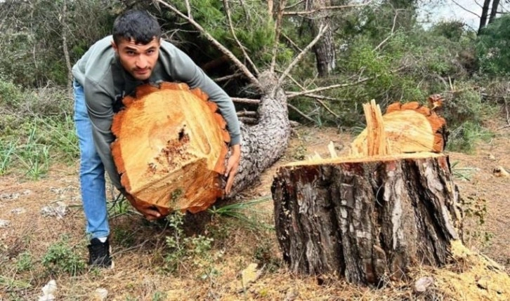 Yarım asırlık ağaçları kesip kaçtılar