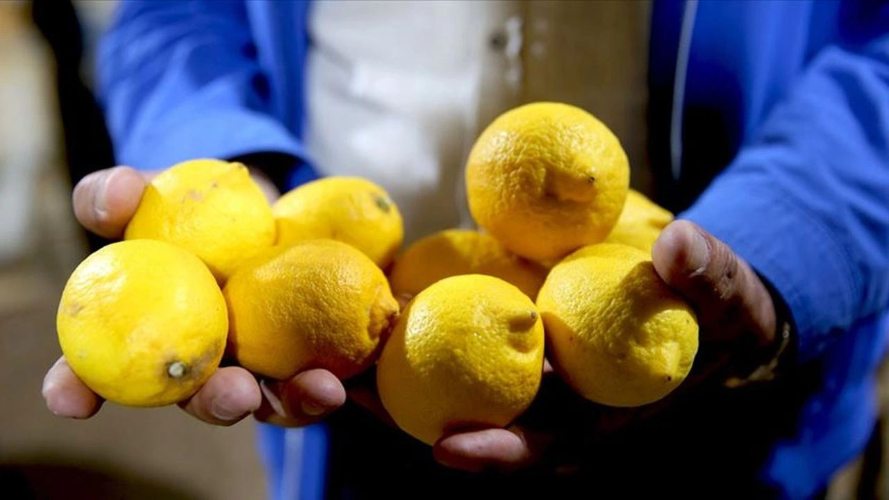 Yasaklı pestisit tespit edilen limonlar imha edildi