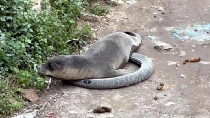 Yavru Akdeniz foku, sokak ortasında görüntülendi