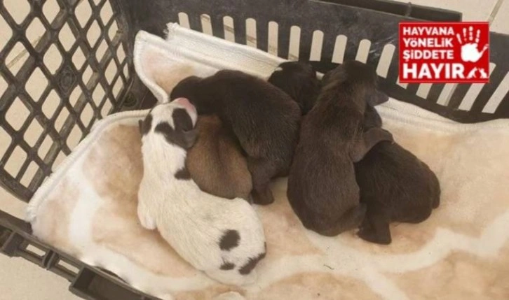 Yavru köpekleri poşete koyup çöp kutusuna attılar!