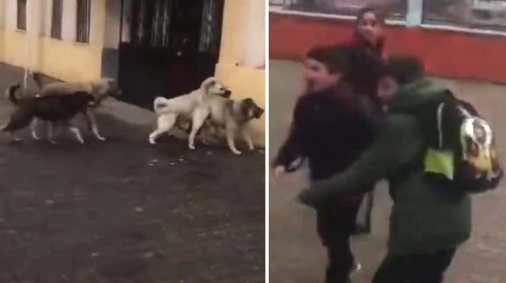 Yer: Ardahan! Okul önündeki başıboş köpekler, öğrencilere korku dolu anlar yaşattı