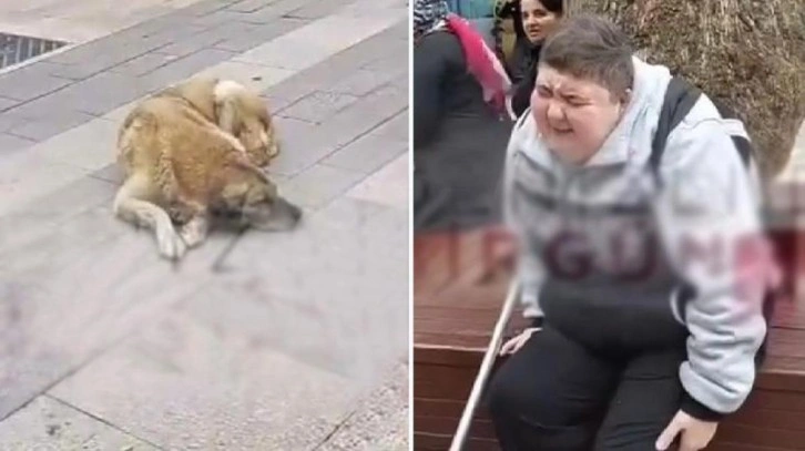 Yer: Denizli! Başıboş sokak köpeği, engelli vatandaşı ısırdı