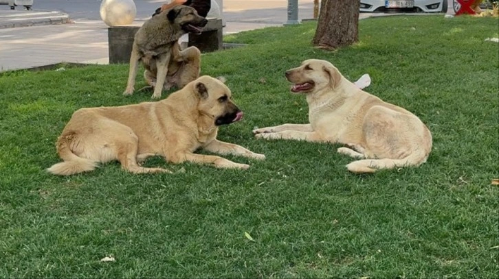 Yer: Şanlıurfa! Başıboş köpeklerden büyükbaş hayvanlara kuduz salgını