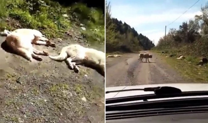 Yer Zonguldak... Onlarca köpek boş arazide ölüme terk edildi