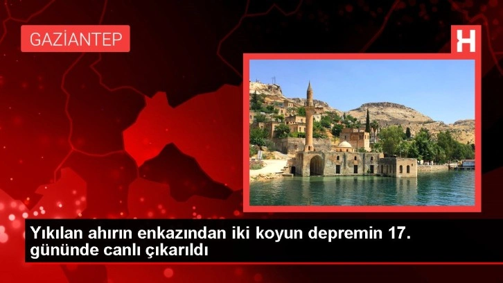 Yıkılan ahırın enkazından iki koyun depremin 17. gününde canlı çıkarıldı