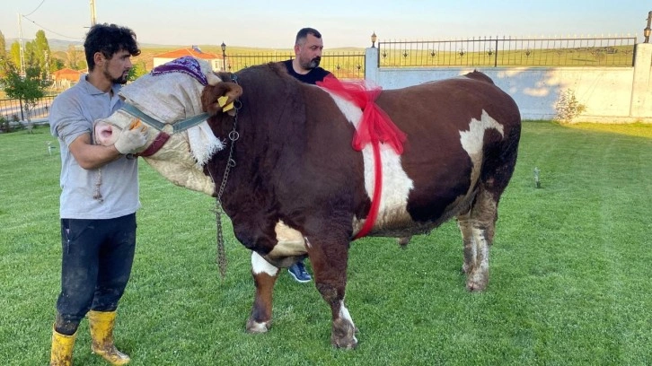 Yozgat'ta 960 kiloluk 'Şampiyon' rekor fiyata satışa çıktı