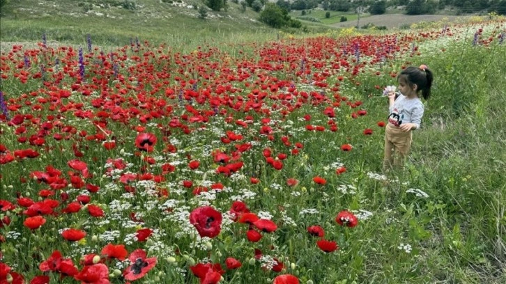 Yozgat ve Tokat'ın doğası açan çiçeklerle renklendi