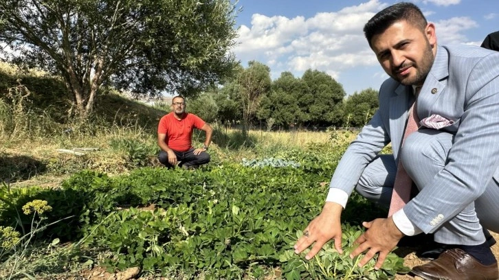 Yüksekova'da yer fıstığı yeryüzüne çıktı