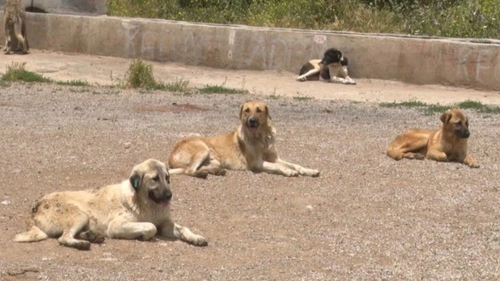 Yüzlerce başıboş köpek açlıktan birbirlerini yemeye başladı!