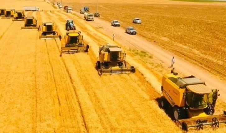 Ziraat mühendisi uyardı: 'Yanlış buğday tohumu seçimi ilaç kullanmak zorunda bırakıyor'