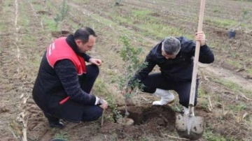 100 yıl sonra yeniden sakız ağacı toprakla buluşuyor