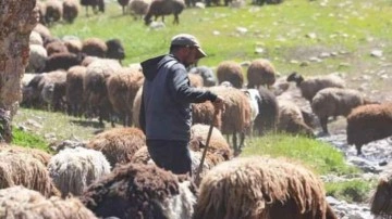 150 bin çoban aranıyor: 3 bakanlık seferber oldu