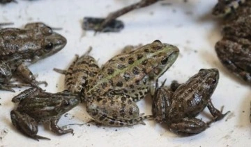 6 yeni kurbağa türü keşfedildi