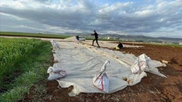 Adıyamanlı depremzede çiftçiler, tütün ekimine başladı