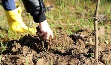 Afet bölgesinde fide ve fidan üretiminde sertifikasyon işlemleri için son başvuru süresi uzatıldı