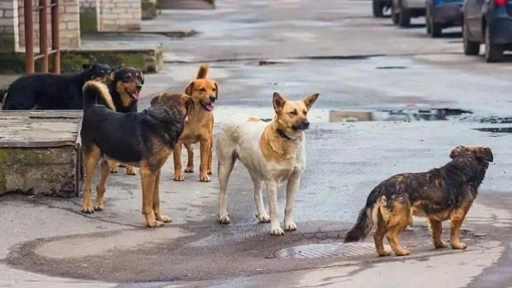 Afyonkarahisar Valisi Yiğitbaşı'dan sokak köpekleri hakkında yeni talimatlar