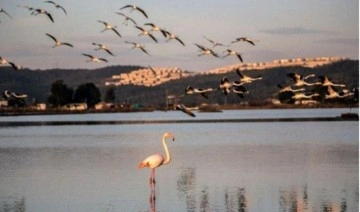 Ağaoğlu’nun Bargilya Sulak Alanı’na projesi iptal edildi: Ekolojik koridor kurtuldu