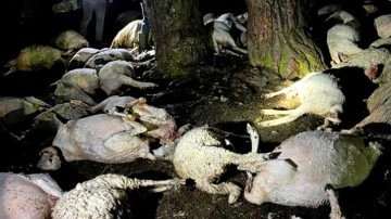 Amasya'da dehşete düşüren olay: Çoban yaralandı, 76 hayvan telef oldu