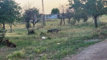 Ankara'da başıboş köpekler 4 koyunu telef etti