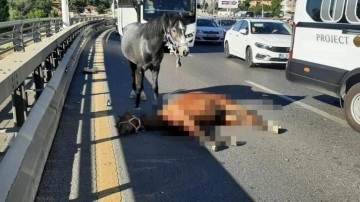Ankara'da feci kaza! Yola çıkan başıboş ata otomobil çarptı