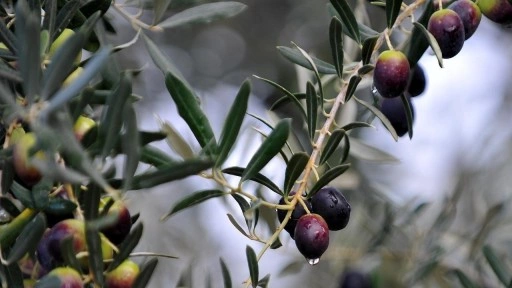 Aydın'da feci olay! Zeytin toplarken hayatını kaybetti!