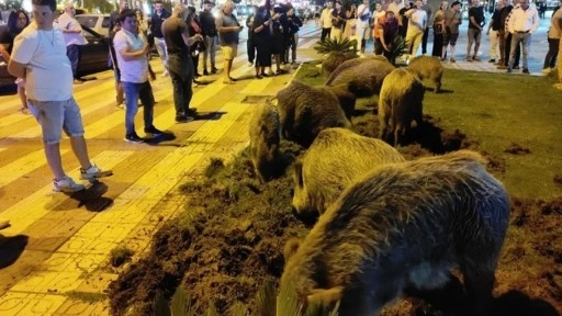 Aydın'da yaban domuzları aç kalınca merkeze indi!