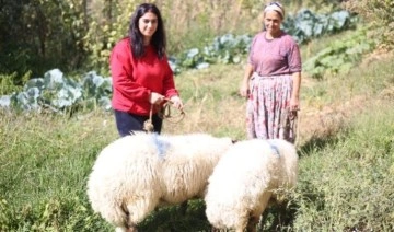 Aydın’da kadın üreticiye Çine çaparı koyunu desteği