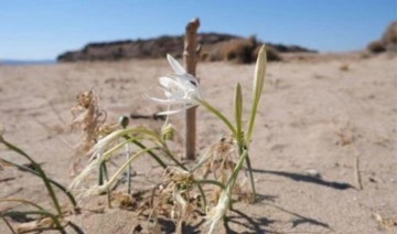 Ayvalık’ın kum zambakları açtı: Bu çiçeği koparmanın cezası 109 bin lira