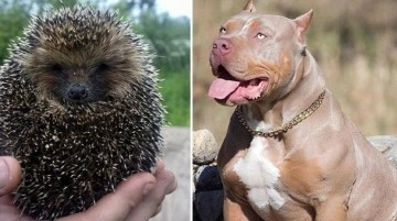 Azılı pitbull ve minik kirpi karşı karşıya geldi! Olanlara hiç kimse inanamıyor