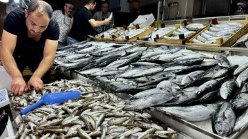 Balık tezgahlarında palamut, hamsi ve çinekop bolluğu yaşanıyor