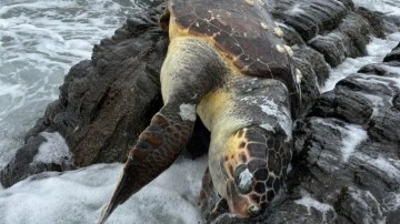 Balıkesir Erdek'te kıyıya Caretta Caretta vurdu