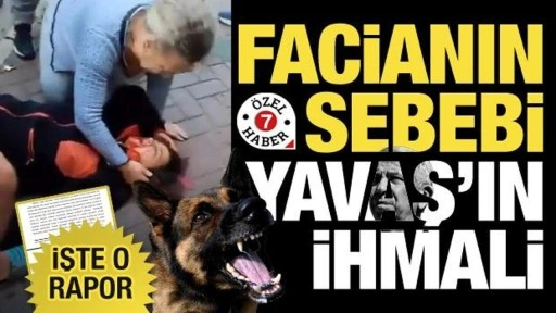 Başıboş köpek faciası göz göre göre gelmiş! ABB'nin ihmalkarlığı Sayıştay raporunda