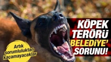 Başıboş köpek terörü belediyelerin sorunu! Yerine getirilmeyen sorumluluklar kanunlaşıyor