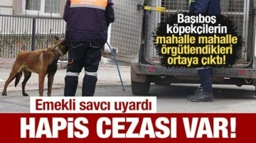 Başıboş köpekçi gruplar örgütleniyorlar! Emekli savcı uyardı: Hapis cezası var!