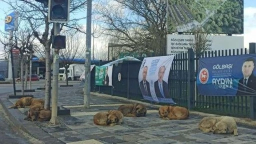 Başıboş köpekler Ankara'yı sardı: 247 başvuru 6 aydır bekletiliyor