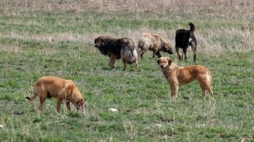 Başıboş köpeklerin saldırısında ölmüştü! Fatih Özçelik'in hastane raporu ortaya çıktı