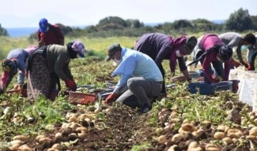 Bazı tarım ürünlerinin ihracatında dönemsel düzenleme kaldırıldı