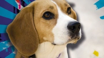 Beagle Cinsi Köpekler Hakkında Bilimsel Gerçekler
