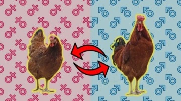 Belçika’da Bir Tavuk Cinsiyet Değiştirdi!