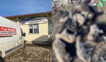 Bir vahşet haberi daha: Ağrı'da köpek katliamı!