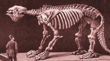 Bir Zamanlar Yaşamış Olan Devasa Tembel Hayvan: Megatherium