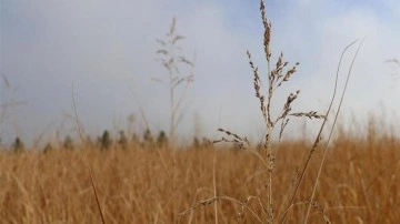 BM darı üretimini gıda krizine çare olarak görüyor