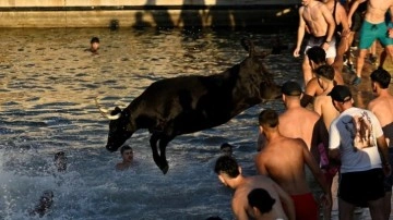 Boğaların denize atlatıldığı festival tepkiler üzerine ilk kez sınırlandırıldı