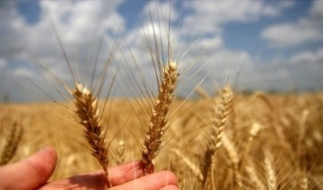 Buğday fiyatlarında arz endişesi