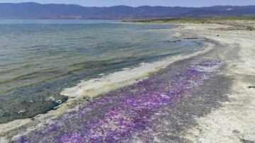 Burdur Gölü sahili mor renge büründü