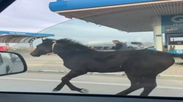 Bursa caddelerinde başıboş tay adeta araçlarla yarıştı