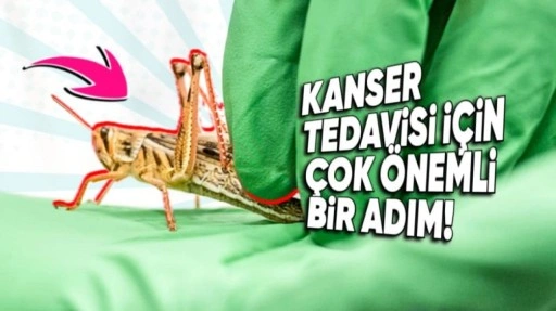 Çekirgeler, İnsanlardaki Kanseri Nasıl Anlayabiliyor?